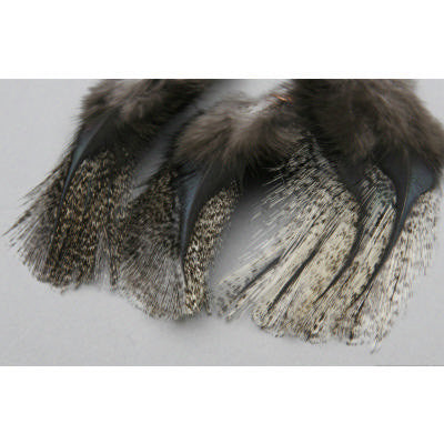 Coq De Leon Feathers