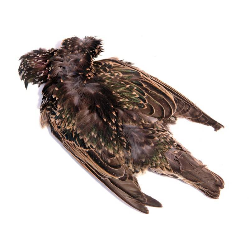 Starling Skin