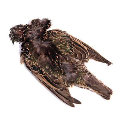 Starling Skin