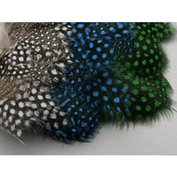 Strung Guinea - secondary view