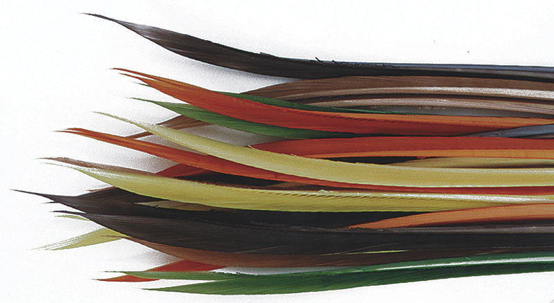Turkey Biot Quills