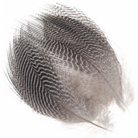 Teal Barred Flank - secondary view